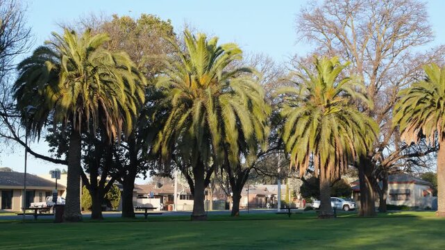 A row of tall&nbsp;large palm trees in May Park in Horsham, Victoria,&nbsp;Australia with suburban houses and a passing vehicle across the quiet street.&nbsp;Australian country town lifestyle, slow living aesthetic.