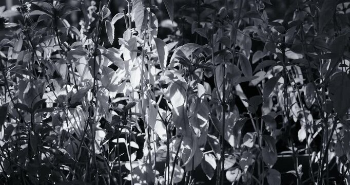 Close-up black and white footage of a potted basil plant, with strong backlighting filtering through the leaves to create stark contrast, deep shadows, and a shallow focus.
