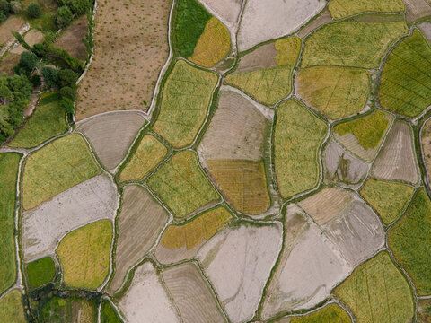 Aerial view of agricultural fields with varying shades of green and brown crops separated by narrow paths in the high altitude landscape of Ladakh, India.