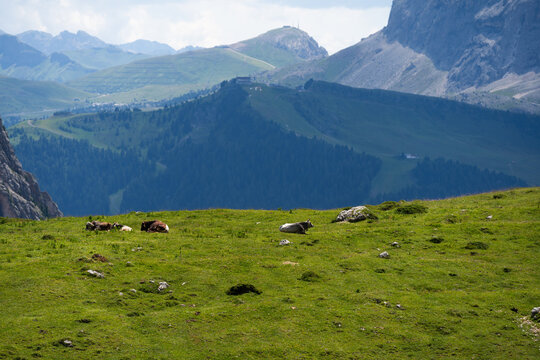 View of beautiful landscape in the Alps with fresh green meadows and mountain tops in the background on a sunny day with blue sky and clouds in summertime. Alpe di Cisles, Seceda Ridgeline, Dolomiti ,