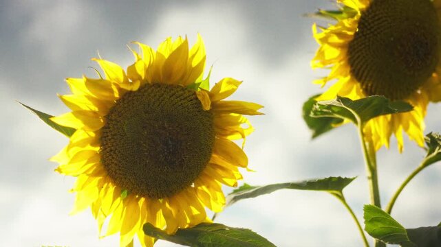 Detailed texture of a sunflower in close-up - yellow petals and seeds in the center against bright sunlight. Idea of background and texture for summer and nature design