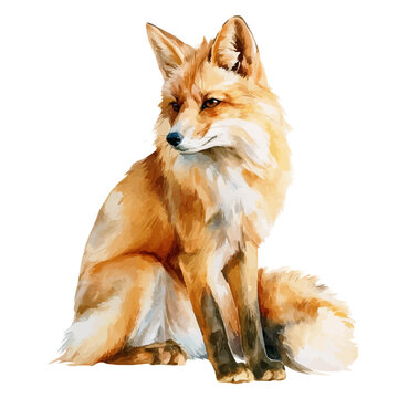 Watercolor Woodland Fox vector, artistic painting style, high-resolution illustration on a pure white background.
