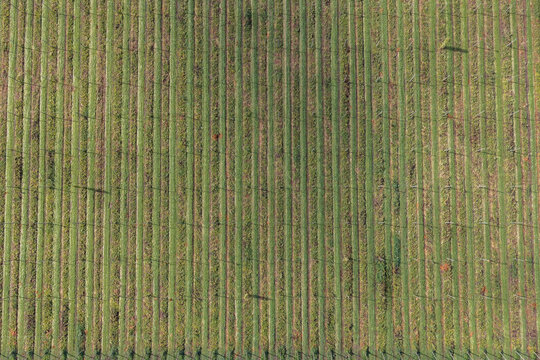 Aerial view of a hop farm with lush green rows of hop plants growing on trellises in Woodburn, Oregon, United States.