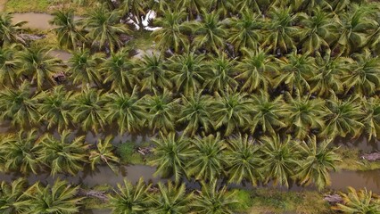 High Angle Landscape of Beautiful Organic Coconut Crop and Farming Field © Y U K C U T E