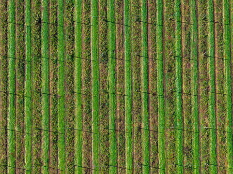 Aerial view of a hop farm with lush green rows of plants and support trellises in Woodburn, Oregon, United States.