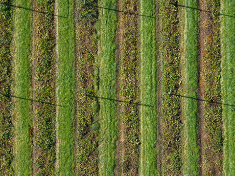 Aerial view of a hop farm with rows of hop plants in Woodburn, Oregon, United States.