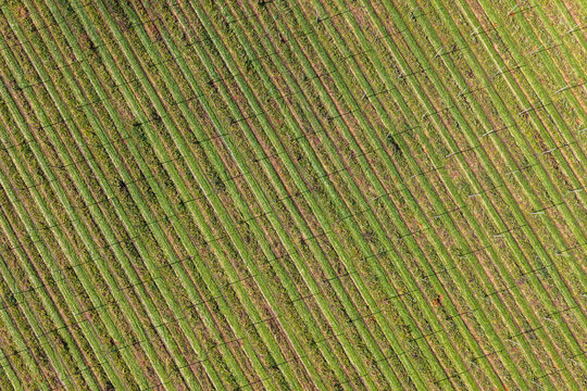 Aerial view of rows of lush green hop plants growing on a trellis system in an agricultural field in Woodburn, Oregon, United States.