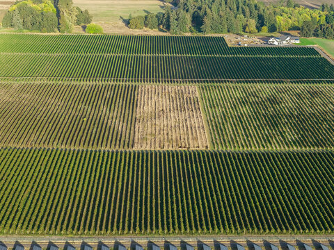 Aerial view of rural farmland featuring rows of green crops and a central patch of harvested land with trees and a farm building in the background in Woodburn, Oregon, United States.