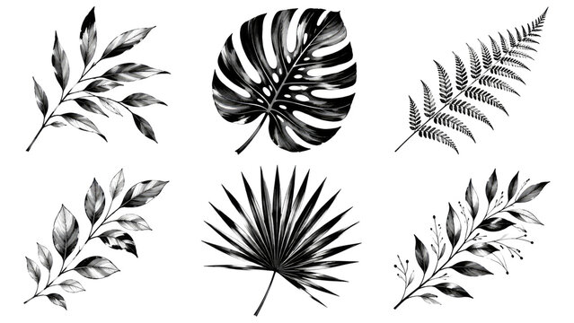 Black and white botanical illustrations of six tropical and temperate leaves and branches, ink-style palm, monstera, fern, and leafy sprigs arranged on a transparent background