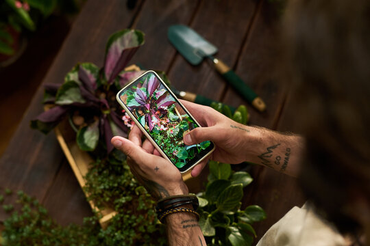 High angle view of Caucasian young adult man taking photo of potted houseplant using smartphone camera. Visual represents smart gardening app marketing and plant care mobile technology