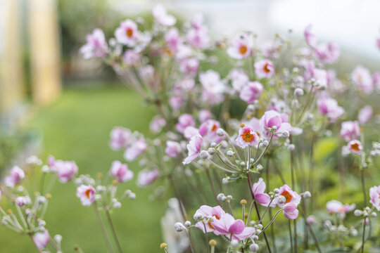 Beautiful cluster of delicate pale pink Japanese anemone flowers in garden. Gardening, romantic or ethereal backgrounds, floral decor, wellness. Artistic, atmospheric effect.