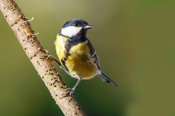 Sikorka bogatka (Parus major) © Janusz Lipiński