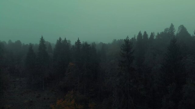 fog in the forest