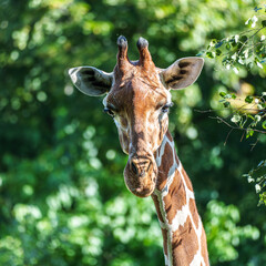 The giraffe, Giraffa camelopardalis is an African mammal © rudiernst