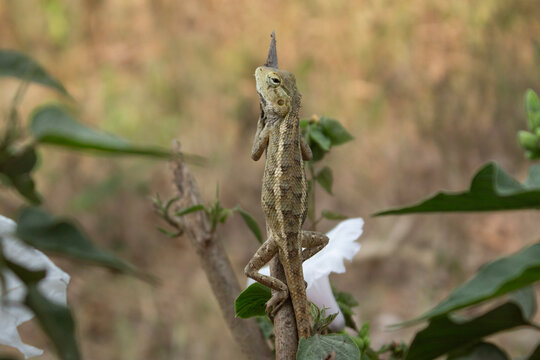 Close-up of a oriental garden lizard climbing a plant stem outdoors with soft natural background