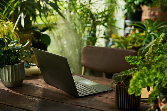 Open laptop standing on wooden table surrounded by green house plants symbolizing remote working and biophilic workspace design, suitable for digital nomad lifestyle advertising