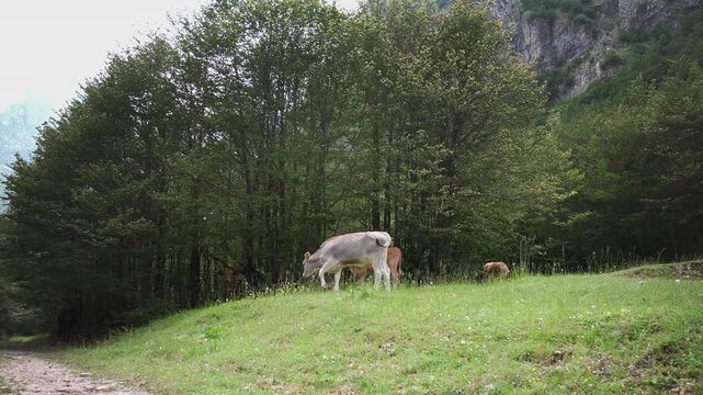 Herd of cows grazing freely in a green mountain pasture with majestic mountains in the background, capturing free-range cattle farming, rural life and sustainable livestock agriculture.
