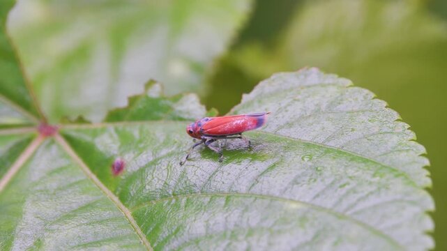 Leafhoppers from Borneo. This insect glows at night.