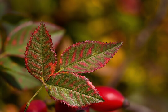 Herbstbild