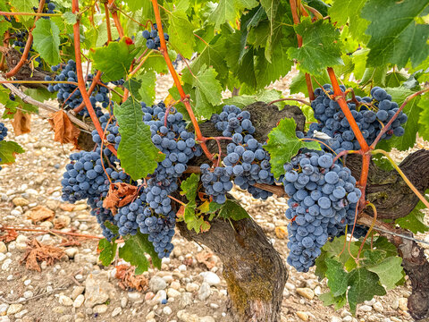 Close up view of ripe juicy red grapes growing on old vines in a vineyard in the famous Margaux area of Bordeaux