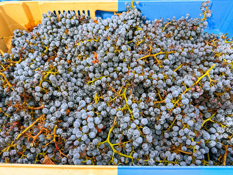 Tray of ripe juicy red grapes fresh picked at harvest time in a French vineyard. No people.