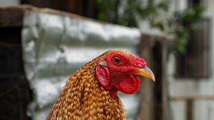 portrait of a chicken © MIKE