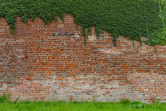 View of a weathered red brick wall partially covered with lush green ivy, set against a vibrant green grass lawn in Gdansk, Pomeranian Voivodeship, Poland.