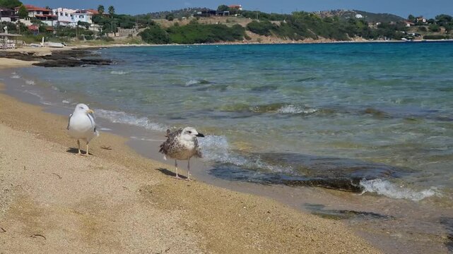 Adult and young seagull on the sandy shore of Paralia Glastri, Ammouliani, Greece, with gentle waves rolling in from the turquoise Aegean Sea, showcasing coastal wildlife and natural behavior