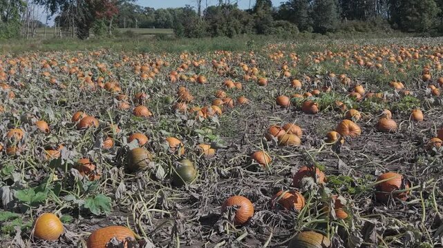 In the fall in Wisconsin, a pumpkin patch is ready for harvest for autumn events and festivities.