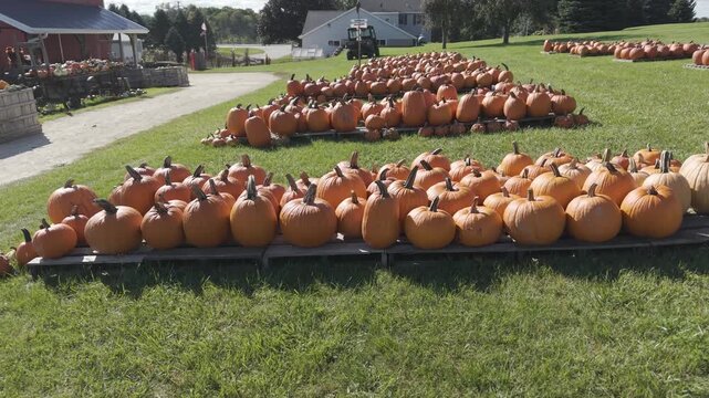 In the fall in Wisconsin, a pumpkin patch is ready for harvest for autumn events and festivities.