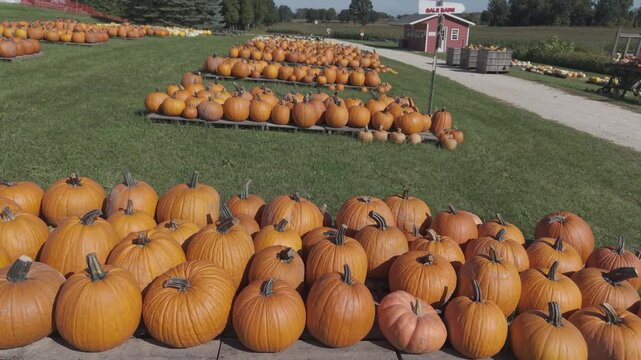 In the fall in Wisconsin, a pumpkin patch is ready for harvest for autumn events and festivities.