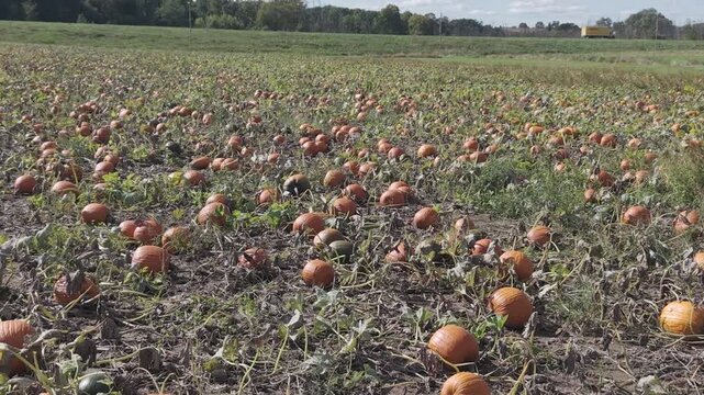In the fall in Wisconsin, a pumpkin patch is ready for harvest for autumn events and festivities.