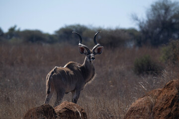 Kudu Bull in South-Africa © Kobe