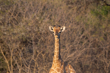 Baby giraffe in Savannah © Kobe