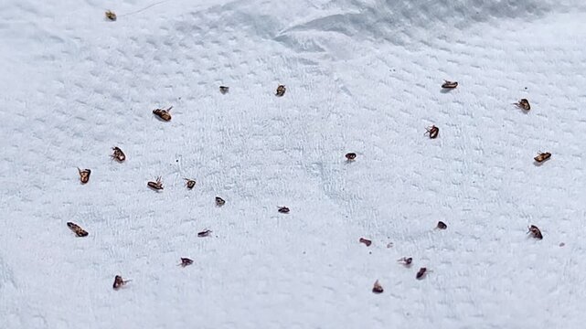 High angle view of dead cat fleas lying on textured white paper tissue after grooming, symbolizing pet care, pest control, parasite infestation treatment, and domestic animal hygiene concept.
