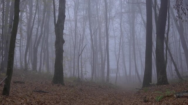 Pov walking through a scary foggy forest in autumn with bare trees and a mysterious house in the distance