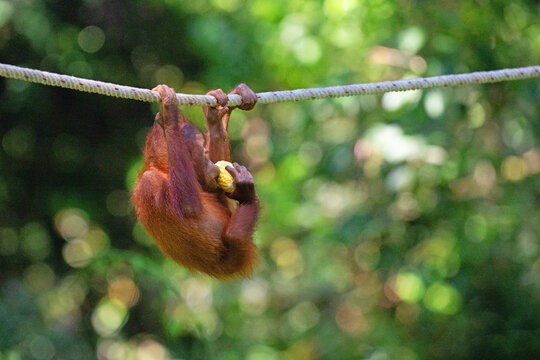 Baby oranguatan hang feeding, in Sepiloc, Borneo.  (Horizontal)