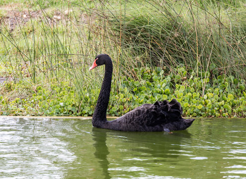 Very  beautiful majestic black swan swims in the small lushly planted pond in northern Israel