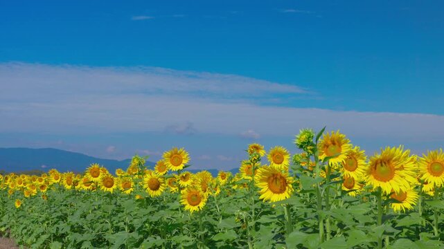 青空と白い雲を背に咲き並ぶひまわり、風に揺れる夏の花畑