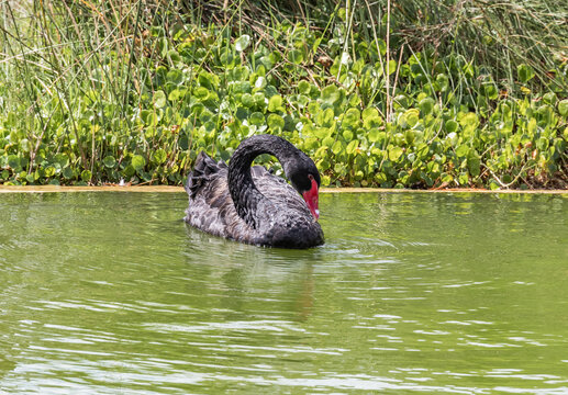 Very  beautiful majestic the black swan swims in search of food in smal lushly planted pond in northern Israel