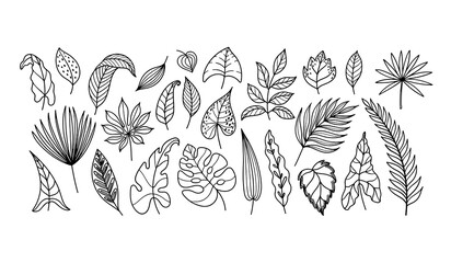 Hand drawn tropical leaves vector set with palm, monstera, philodendron, caladium and eucalyptus foliage, black outline botanical collection of exotic jungle leaf doodles. © Dishe