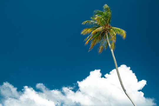 Single coconut palm tree against clear deep blue sky with fluffy white clouds