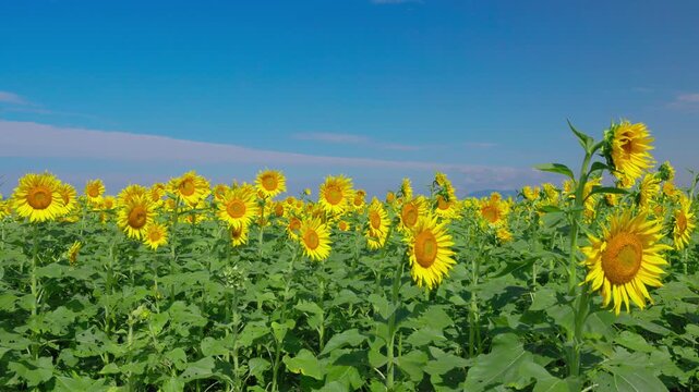 青空に向かって咲くひまわりの群生、背の高い一輪が際立つ夏の花畑