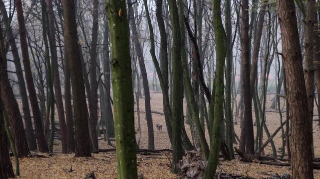 Majestic wild deer exploring a mysterious misty forest during an autumn day. The ground is covered with golden fallen leaves