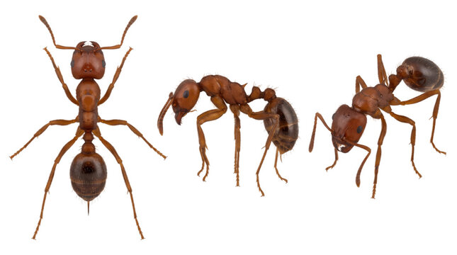Red Fire Ant