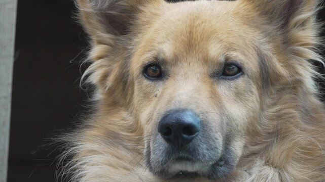 Dog Portrait Close Up Face German Shepherd