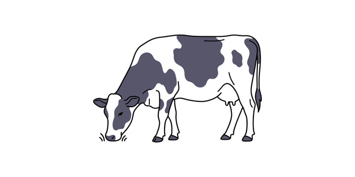 Spotted dairy cow eating grass in simple outline graphic style for farm and agricultural concepts.