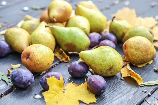 Fresh organic green pears and purple plums scattered on dark rustic wooden table with yellow autumn leaves, fall harvest composition