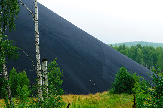 Industrial background with a massive black slag heap rising behind birch trunks at a mining site under a pale overcast sky in summer