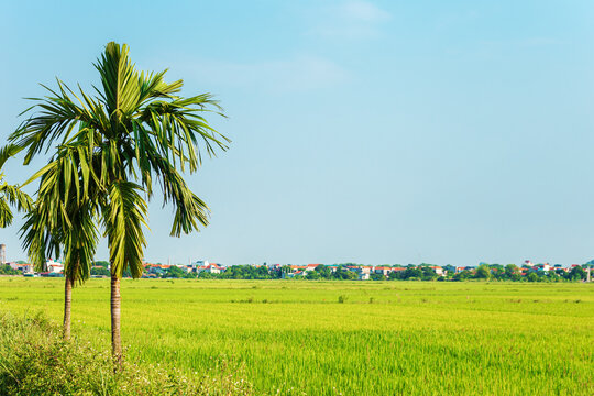 Rice fields in Ninh Binh Province. Picturesque landscape.